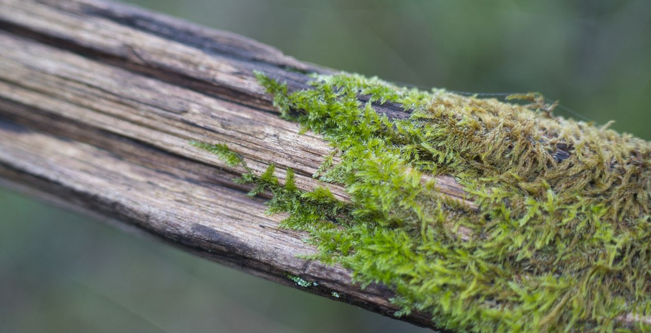 Nature’s Textures Presets for Luminar | Marketplace(49)