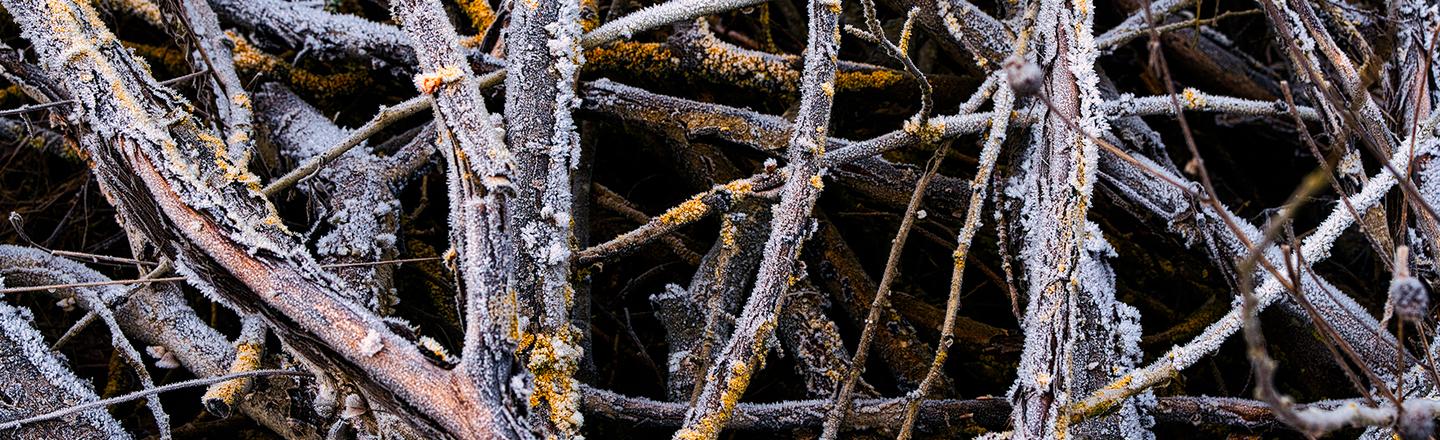 Nature’s Textures — slide 2