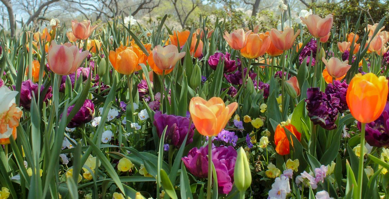 Spring Essence Presets for Luminar | Marketplace(50)