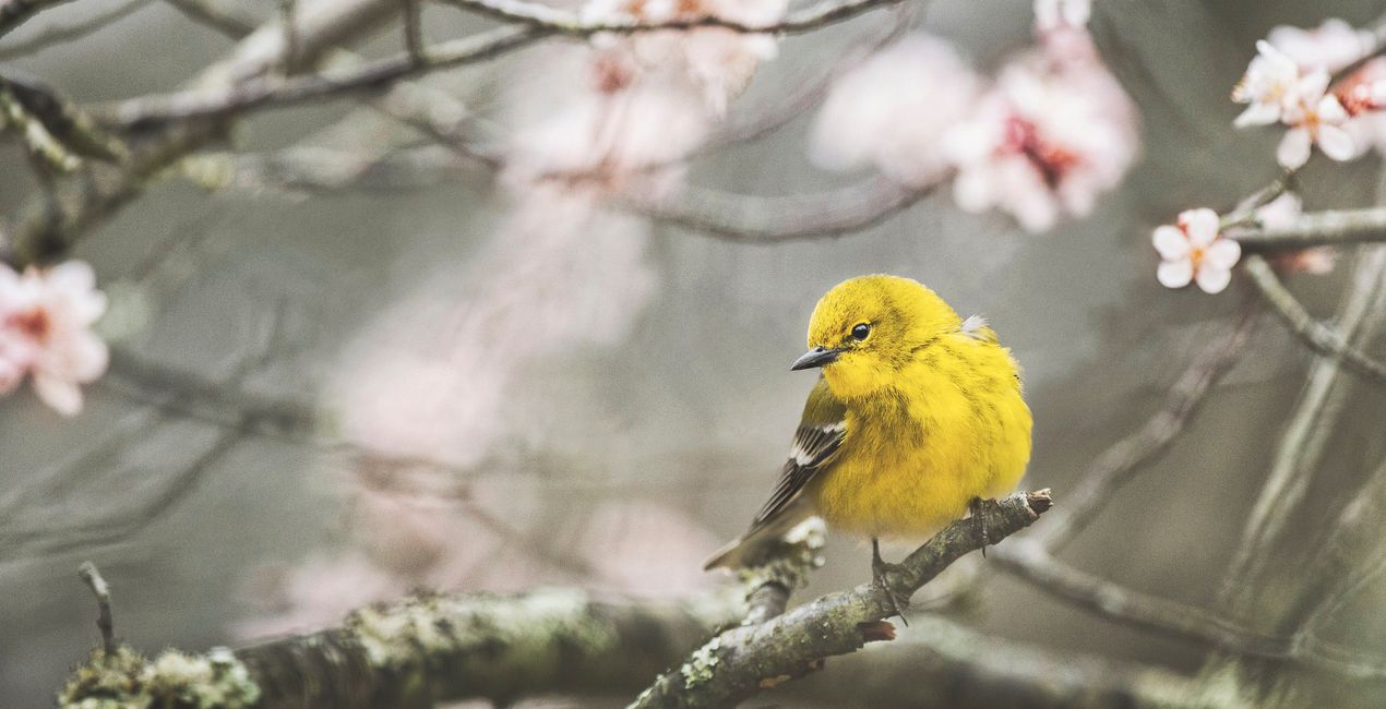 Spring Essence Presets for Luminar | Marketplace(52)