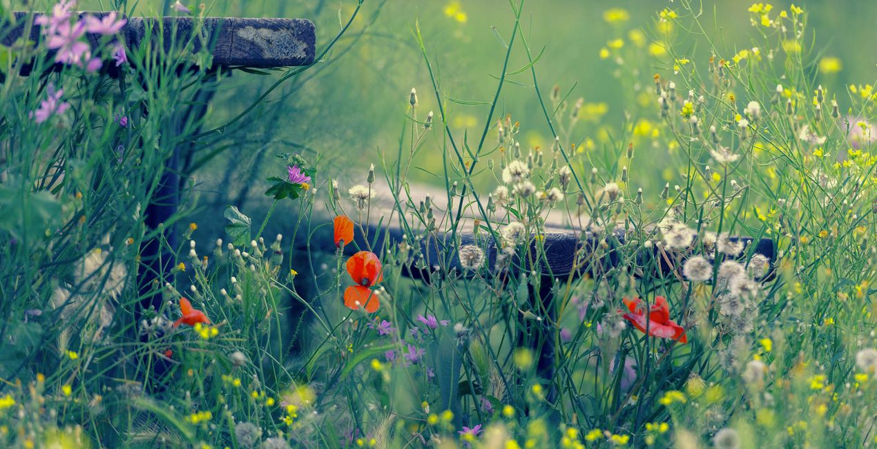Spring Essence Presets for Luminar | Marketplace(53)