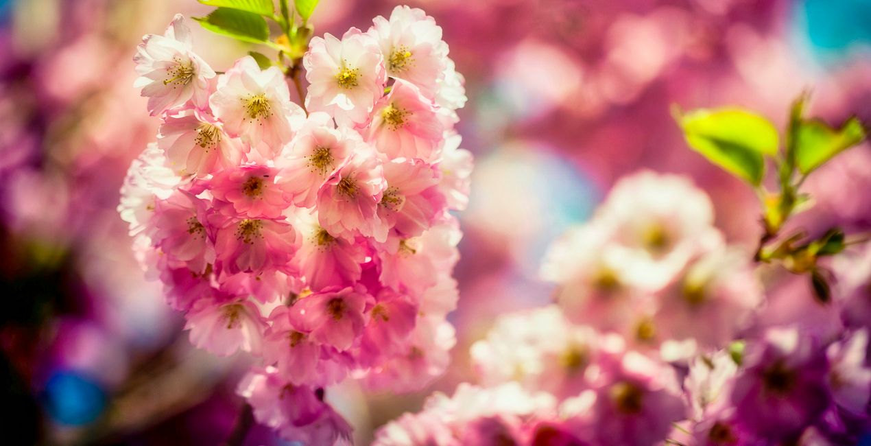 Spring Essence Presets for Luminar | Marketplace(40)