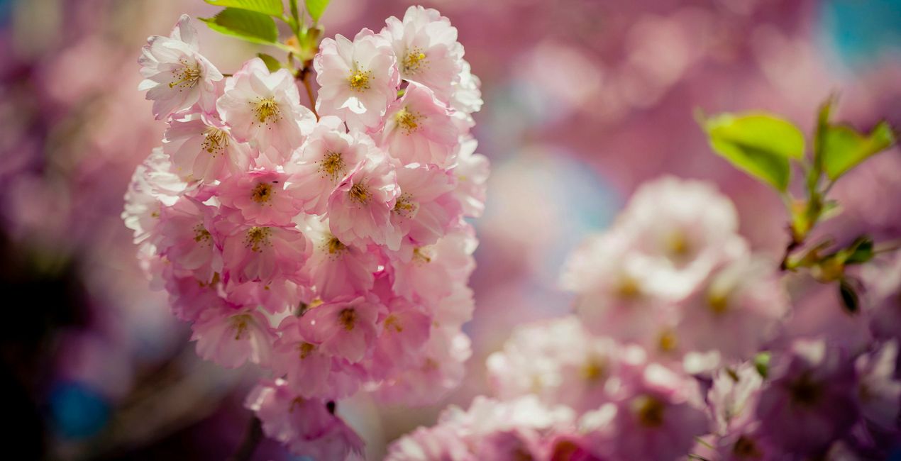 Spring Essence Presets for Luminar | Marketplace(39)