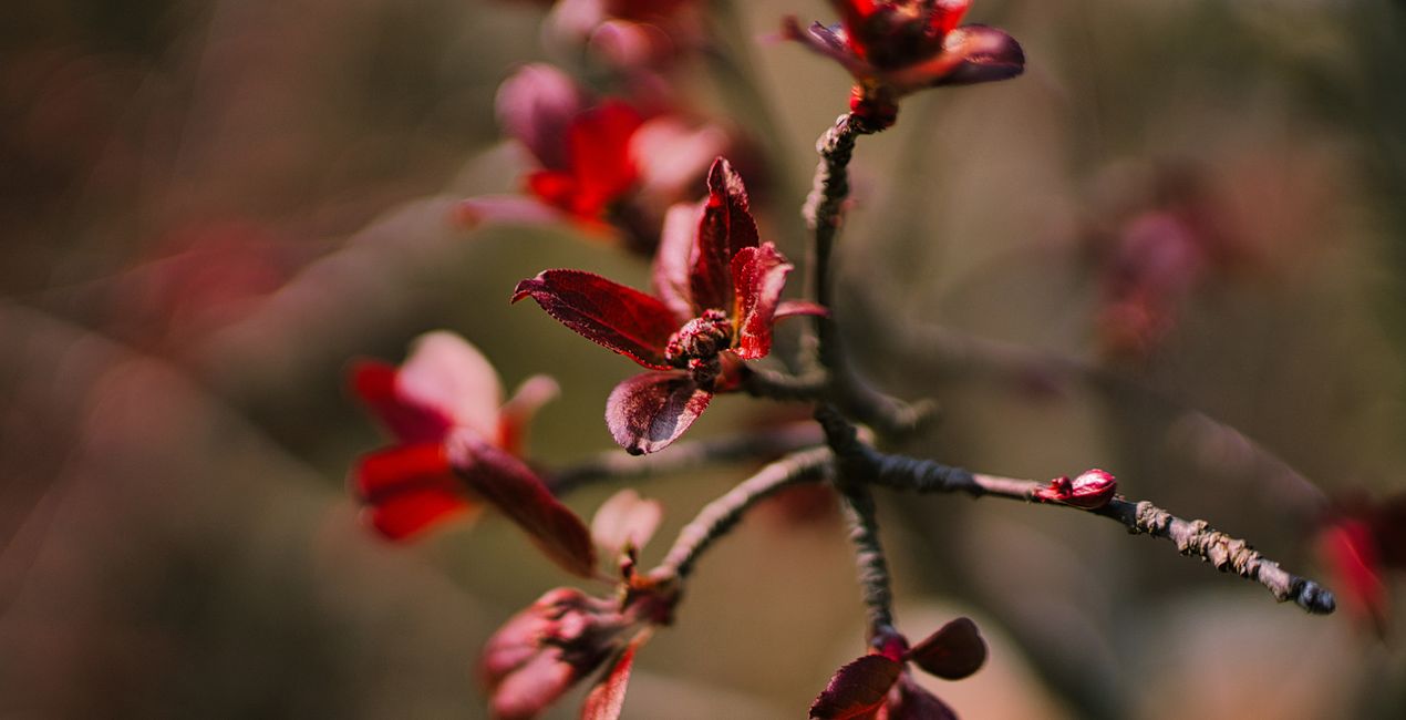 Spring Bloom Presets for Luminar | Marketplace(40)