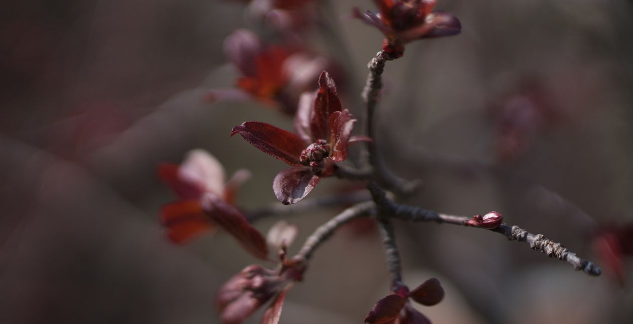 Spring Bloom Presets for Luminar | Marketplace(39)