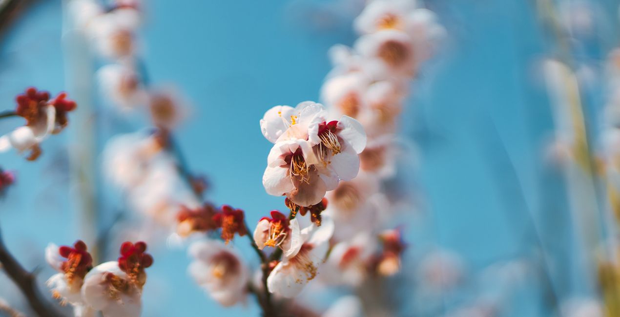 Spring Bloom Presets for Luminar | Marketplace(42)