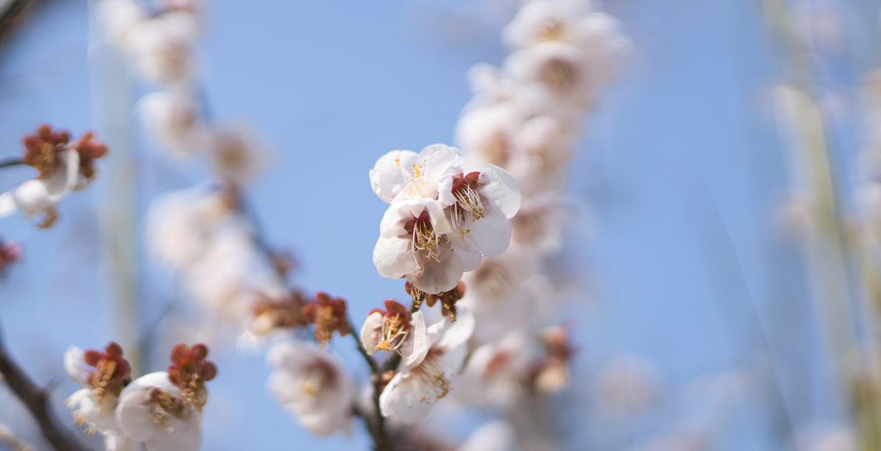 Spring Bloom Presets for Luminar | Marketplace(41)