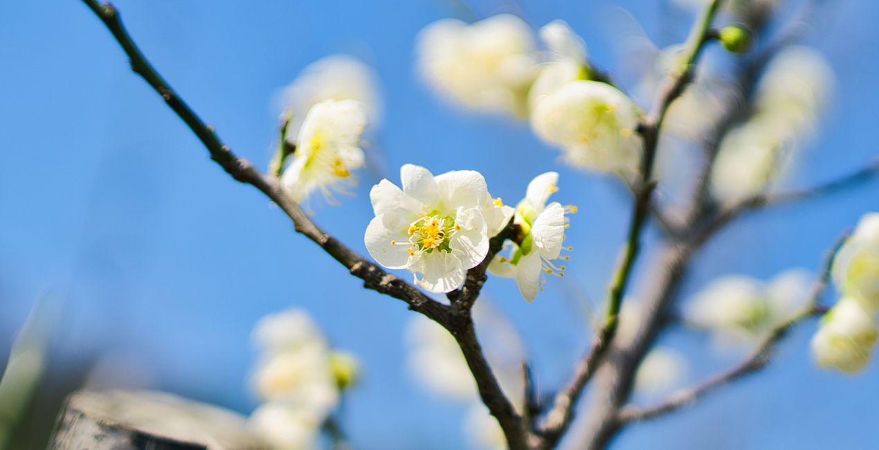 Spring Bloom Presets for Luminar | Marketplace(46)