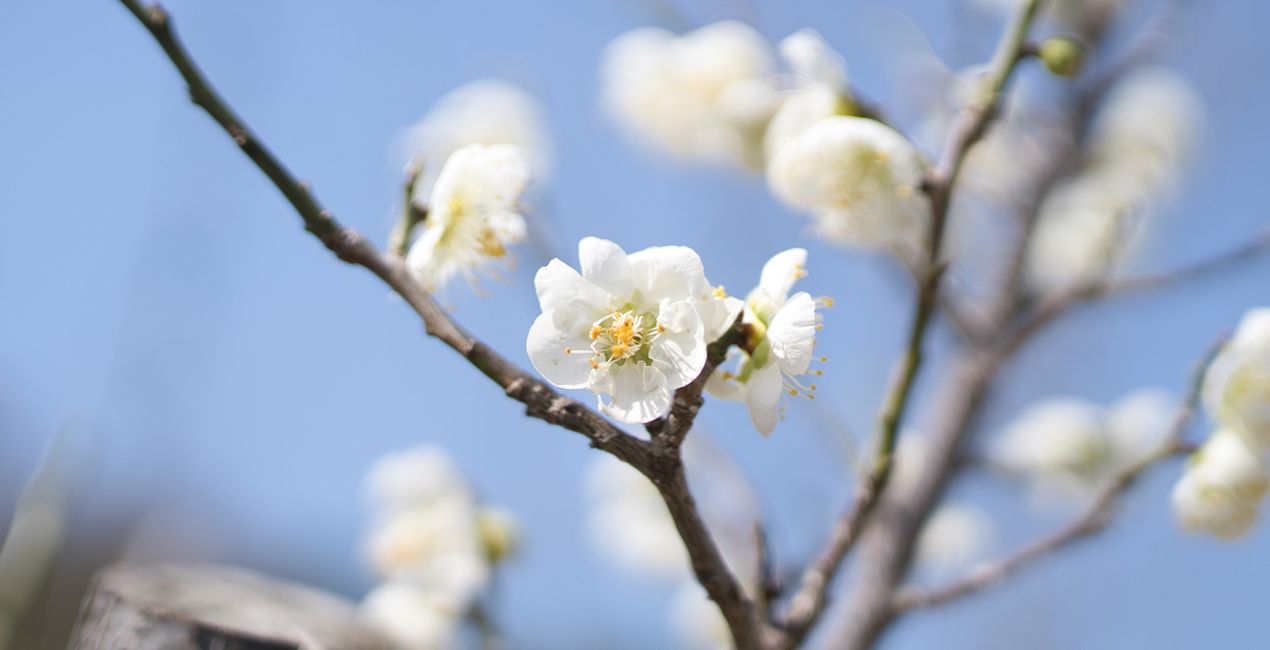 Spring Bloom Presets for Luminar | Marketplace(45)