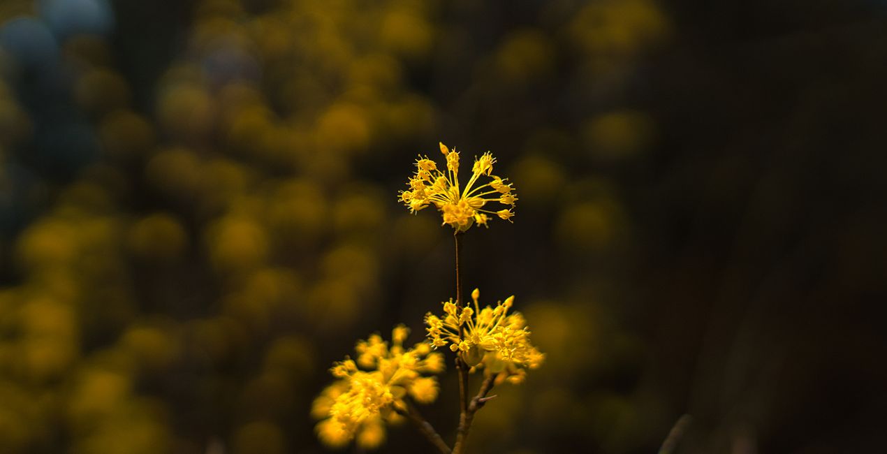 Spring Bloom Presets for Luminar | Marketplace(44)