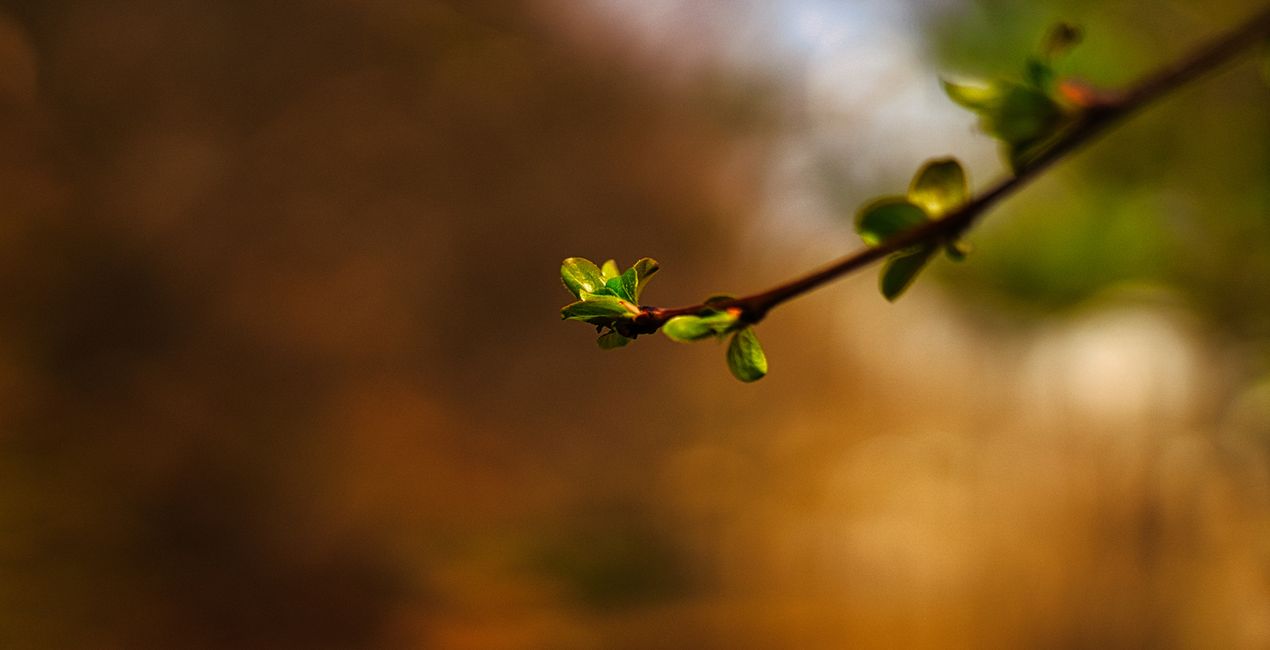 Spring Bloom Presets for Luminar | Marketplace(48)