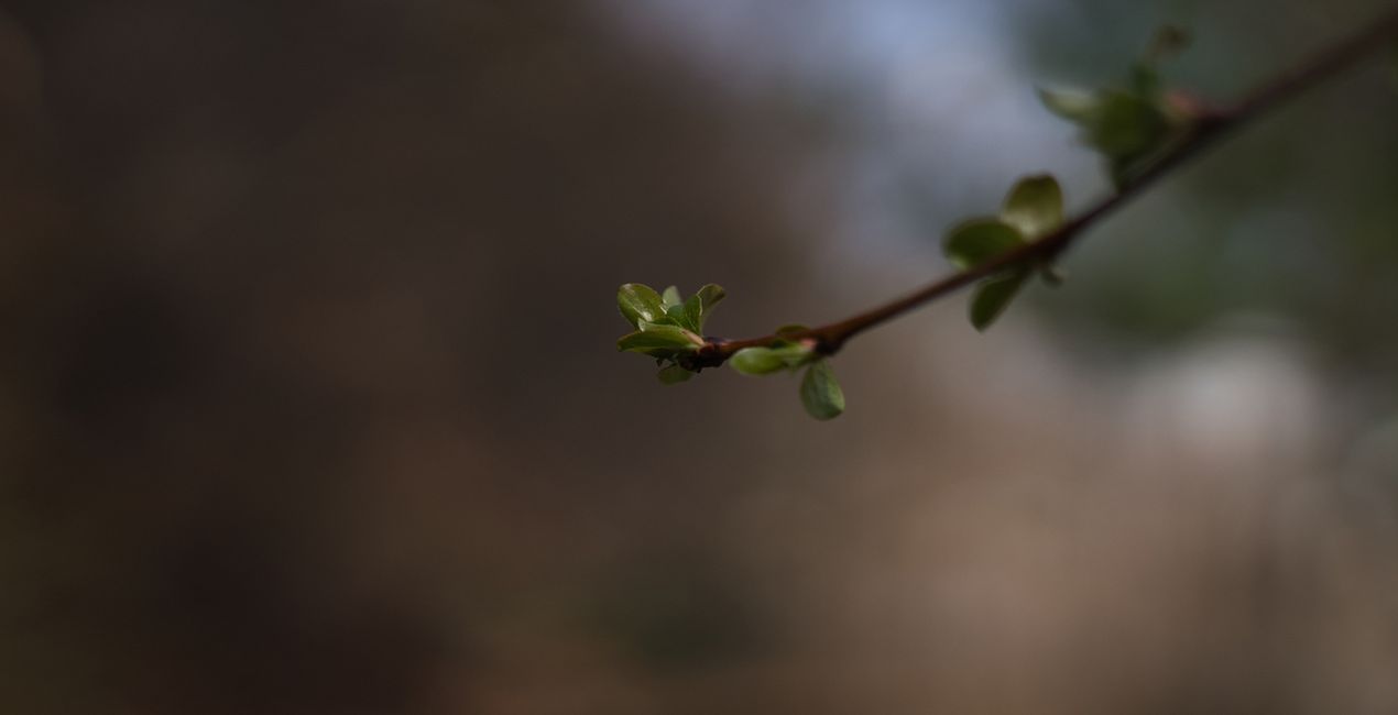 Spring Bloom Presets for Luminar | Marketplace(47)