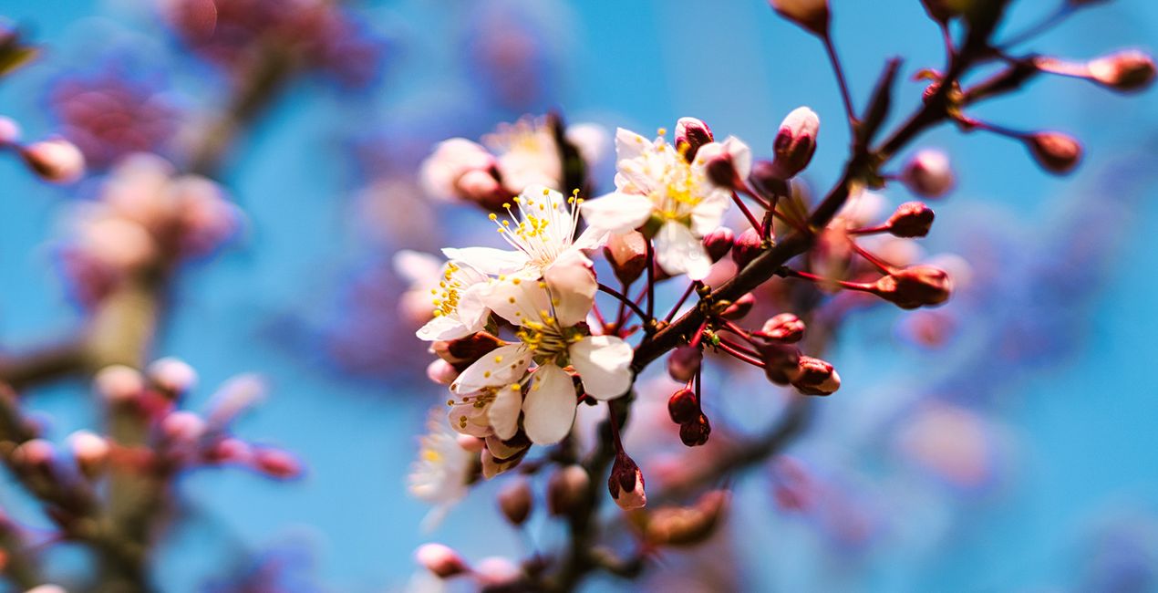 Spring Bloom Presets for Luminar | Marketplace(50)
