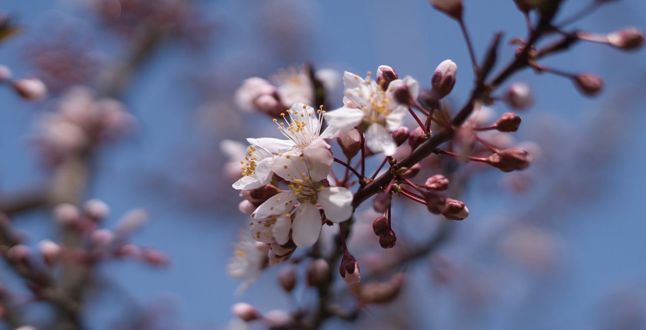 Spring Bloom Presets for Luminar | Marketplace(49)