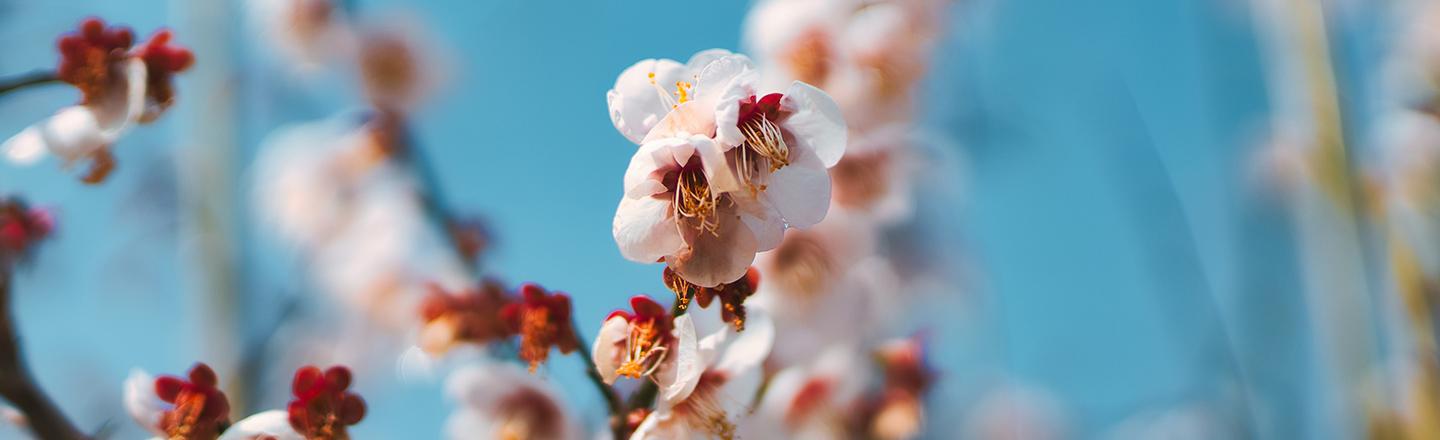 Spring Bloom — slide 1