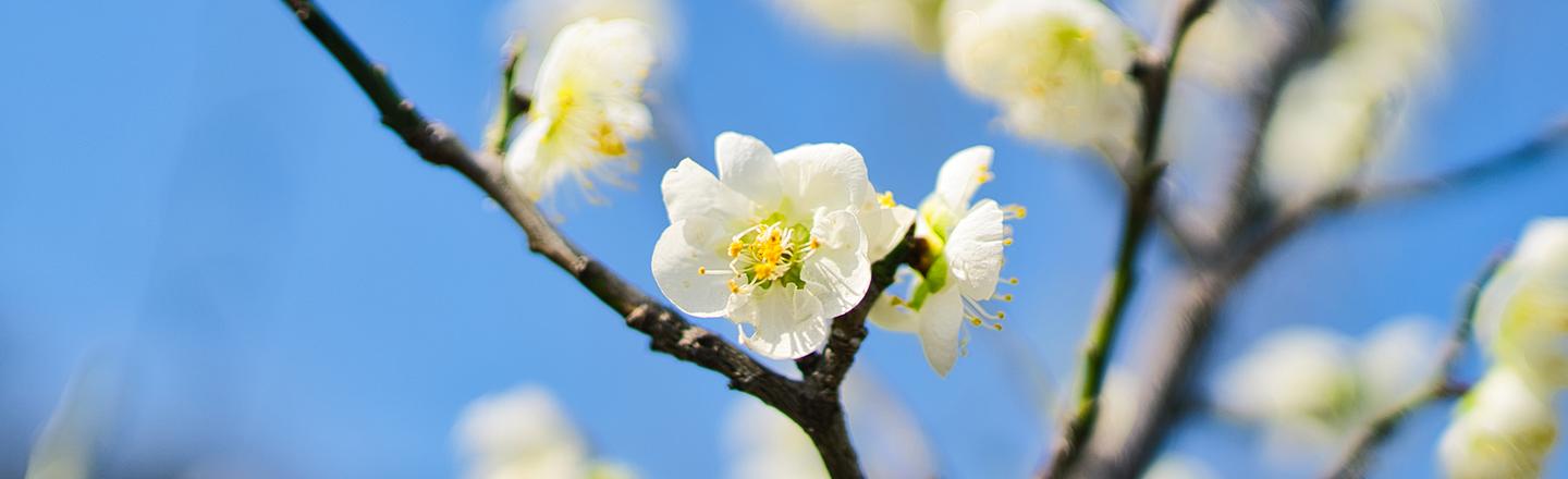 Spring Bloom — slide 2