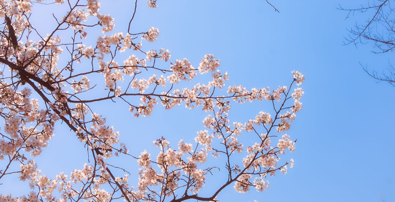 Soft Spring Presets for Luminar | Marketplace(44)