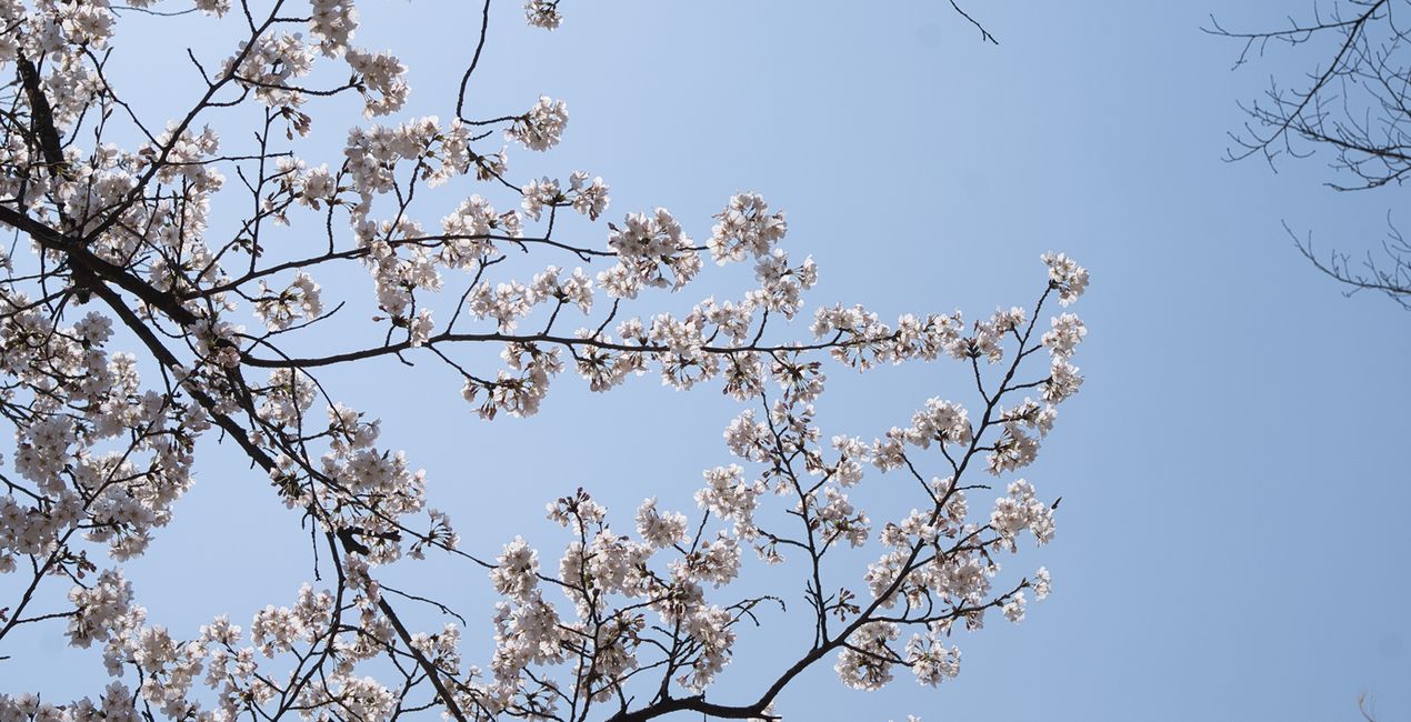 Soft Spring Presets for Luminar | Marketplace(43)