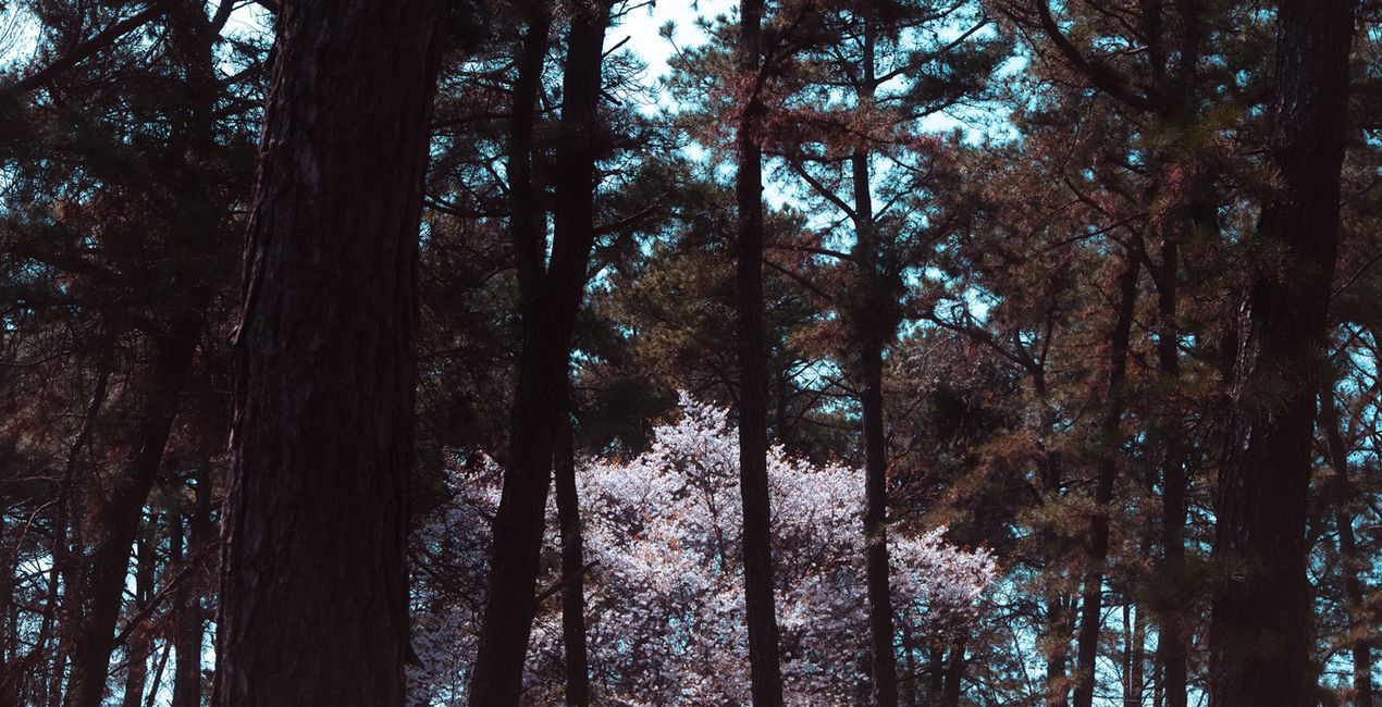 Soft Spring Presets for Luminar | Marketplace(46)