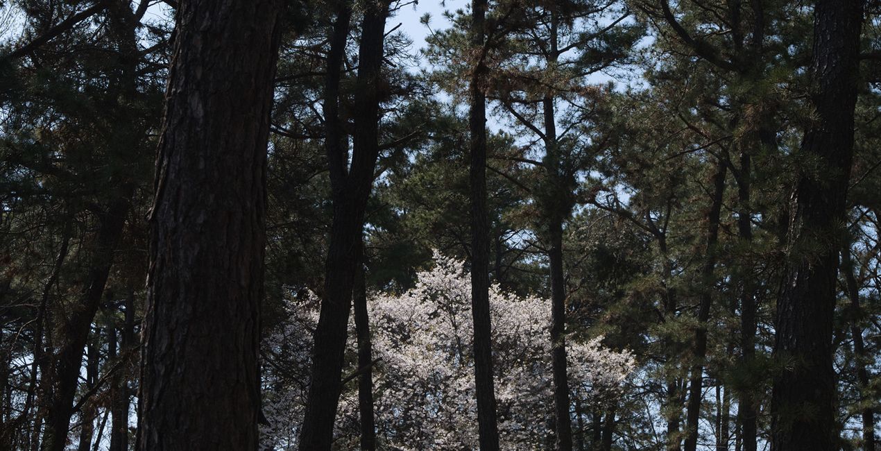 Soft Spring Presets for Luminar | Marketplace(45)