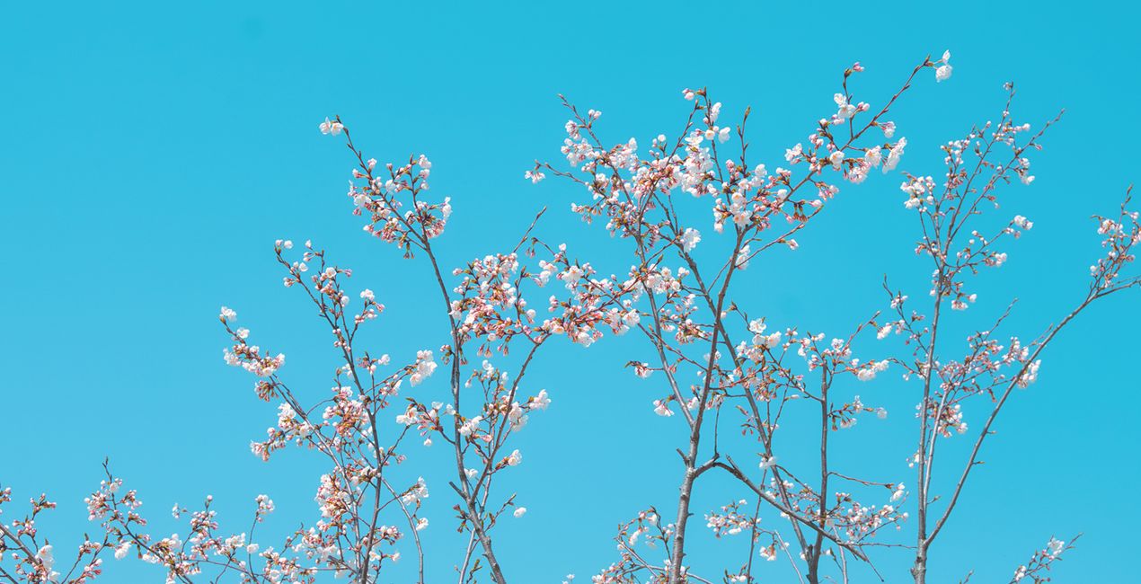 Soft Spring Presets for Luminar | Marketplace(48)