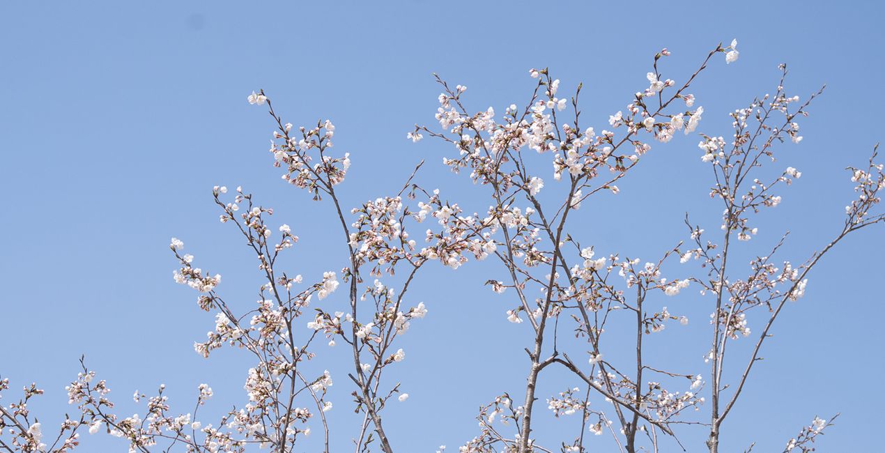 Soft Spring Presets for Luminar | Marketplace(47)