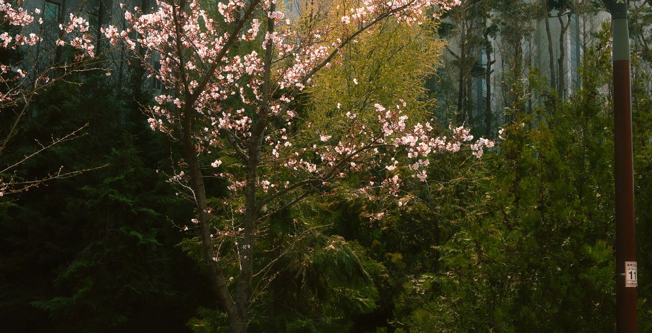 Soft Spring Presets for Luminar | Marketplace(50)