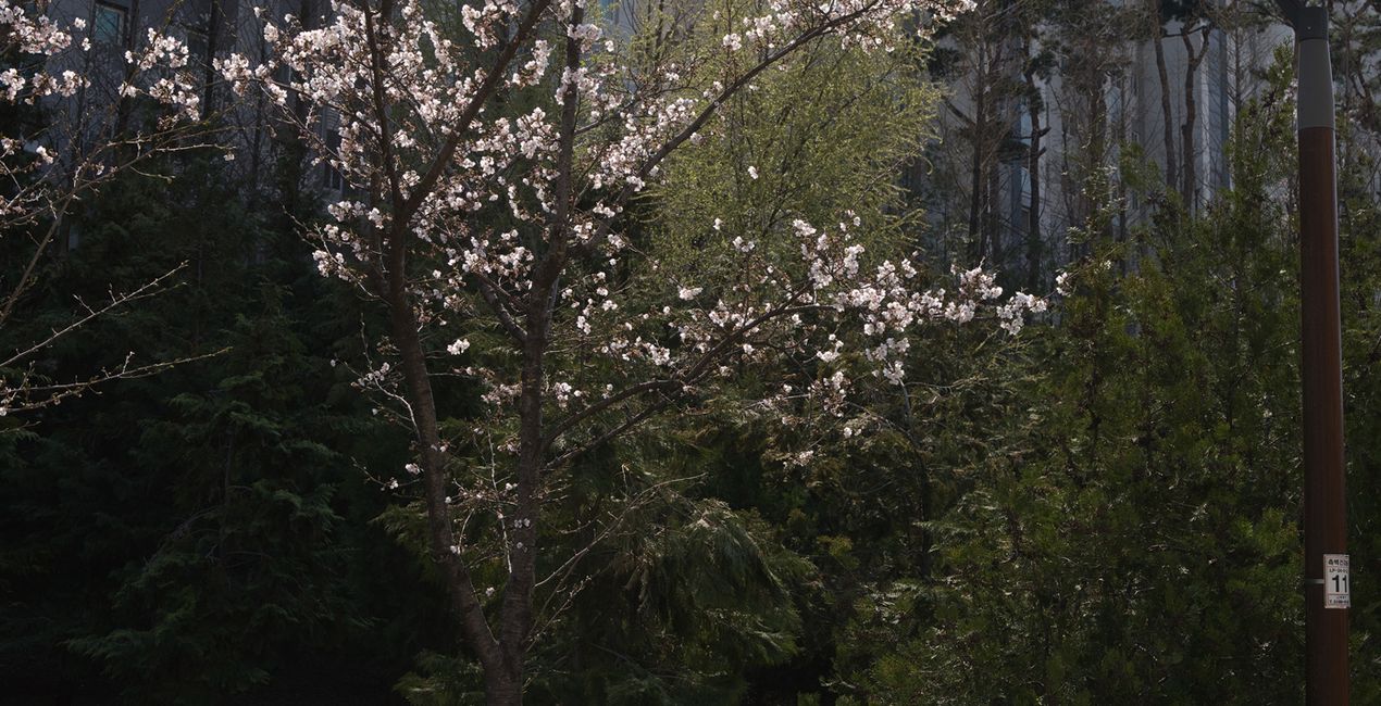 Soft Spring Presets for Luminar | Marketplace(49)