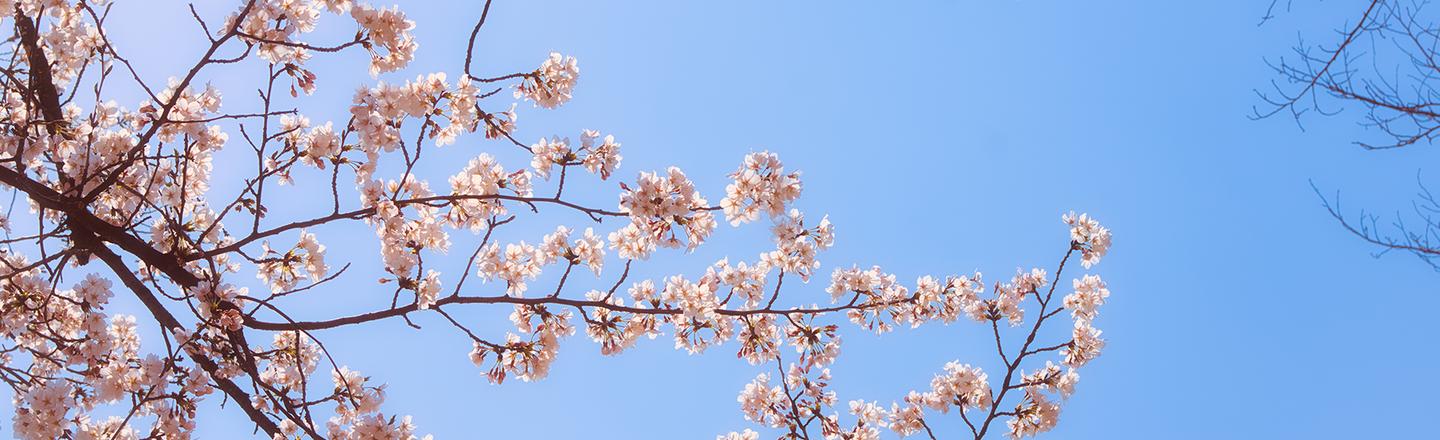 Soft Spring — slide 2