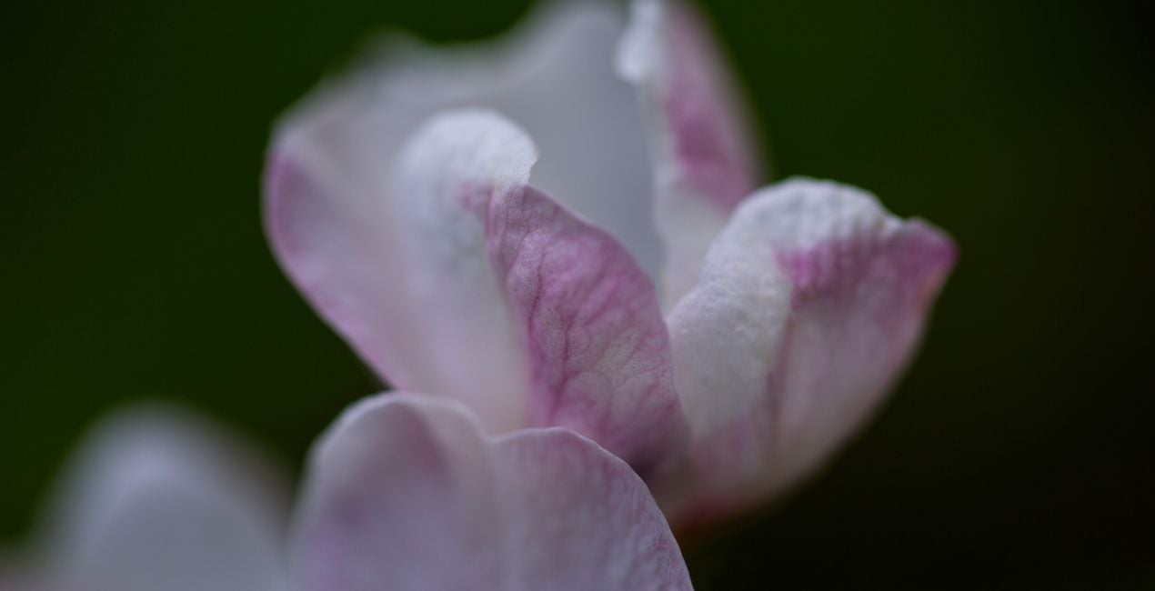 Spring Close-Ups Presets for Luminar | Marketplace(45)