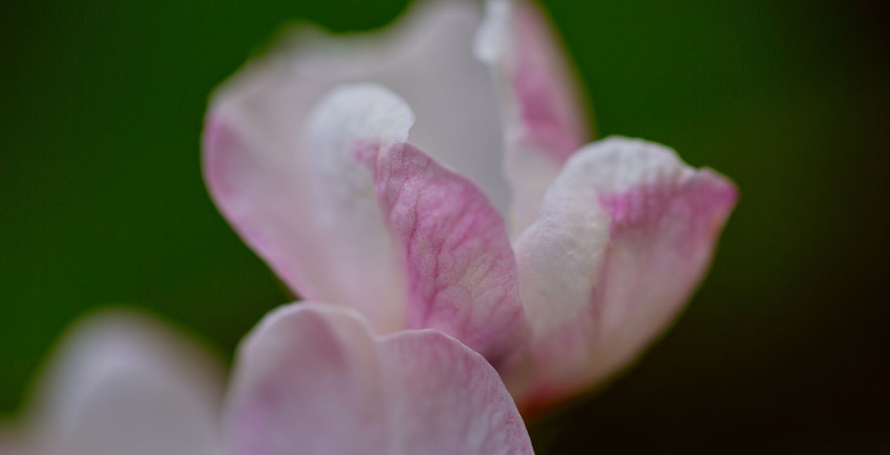 Spring Close-Ups Presets for Luminar | Marketplace(46)