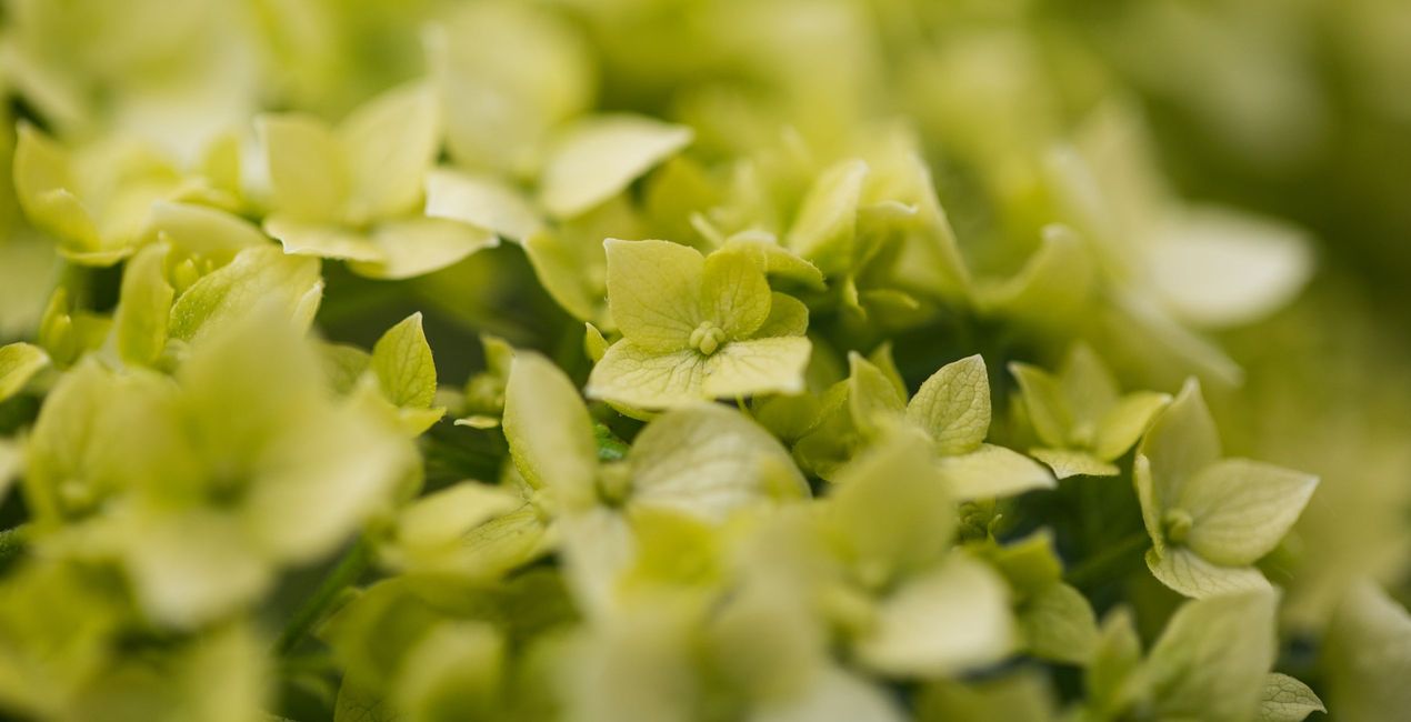 Spring Close-Ups Presets for Luminar | Marketplace(47)
