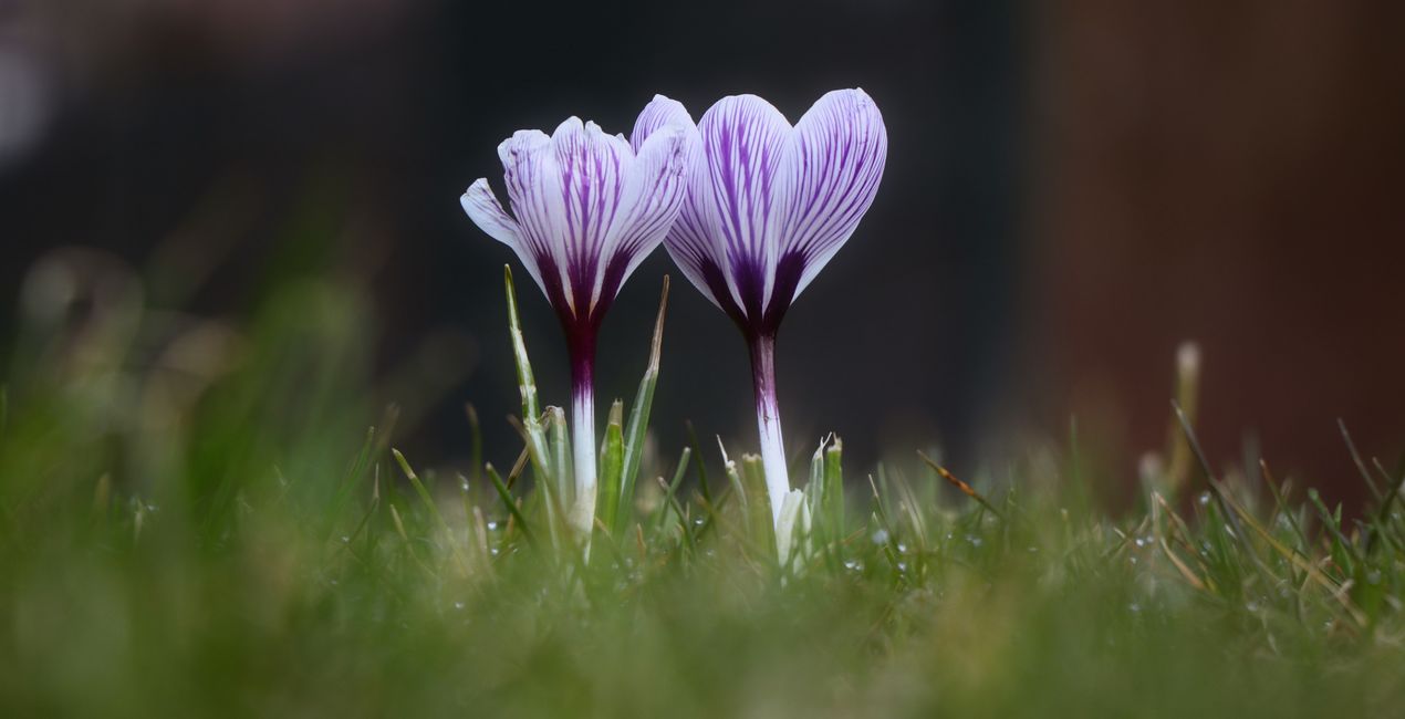 Spring Close-Ups Presets for Luminar | Marketplace(50)