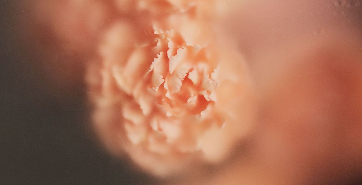 Spring Close-Ups Presets for Luminar | Marketplace(40)