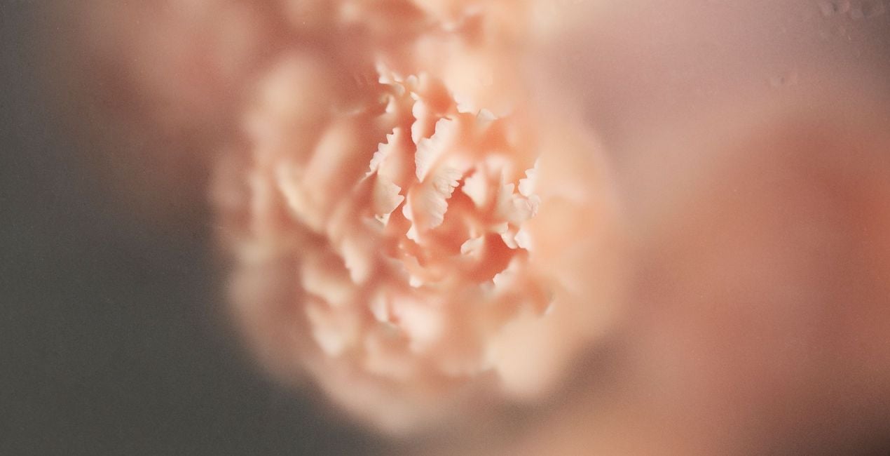 Spring Close-Ups Presets for Luminar | Marketplace(39)