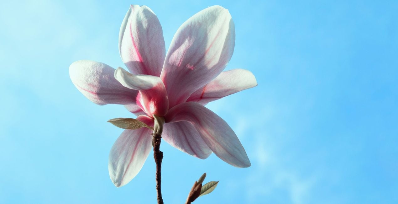 Spring Close-Ups Presets for Luminar | Marketplace(42)