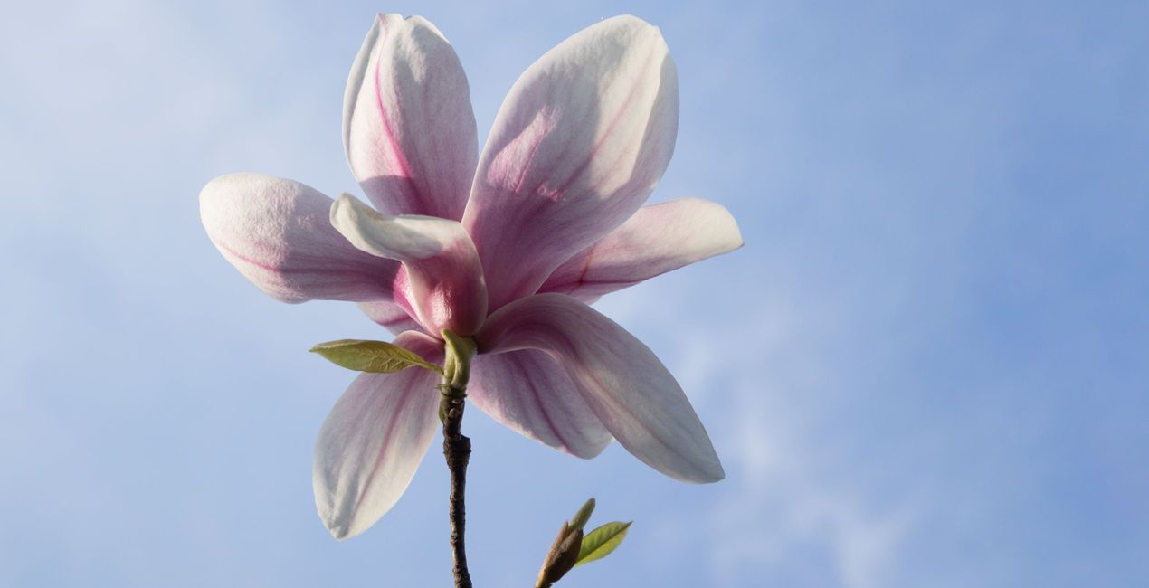 Spring Close-Ups Presets for Luminar | Marketplace(41)
