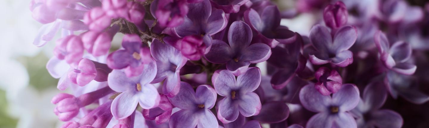 Spring Close-Ups — slide 3