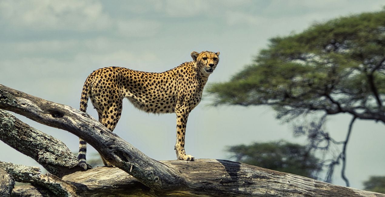 Call of the Wild Presets for Luminar | Marketplace(40)
