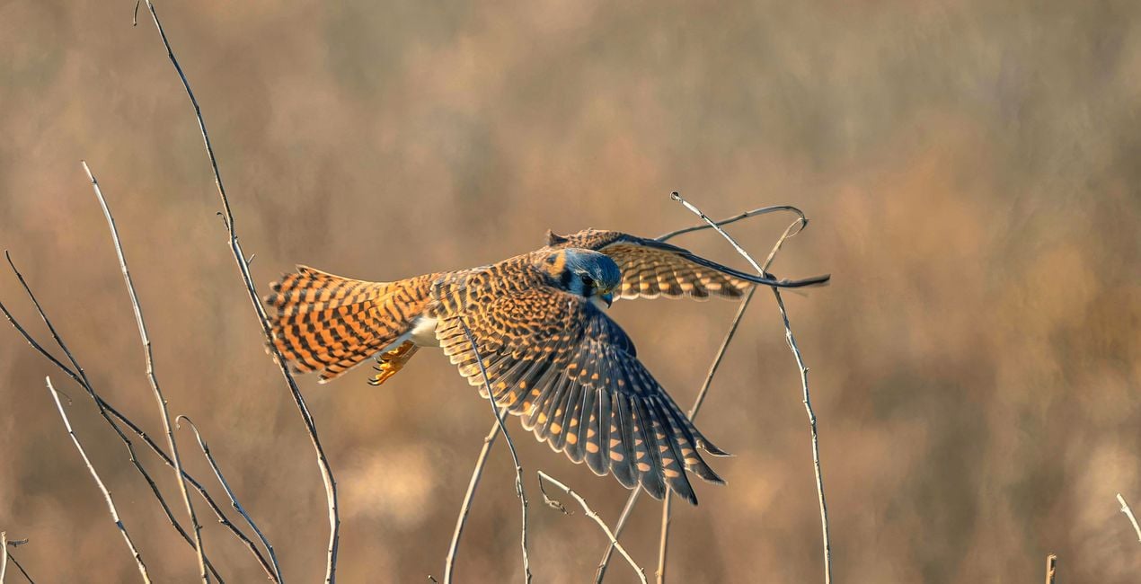 Flight & Shadow Presets for Luminar | Marketplace(44)