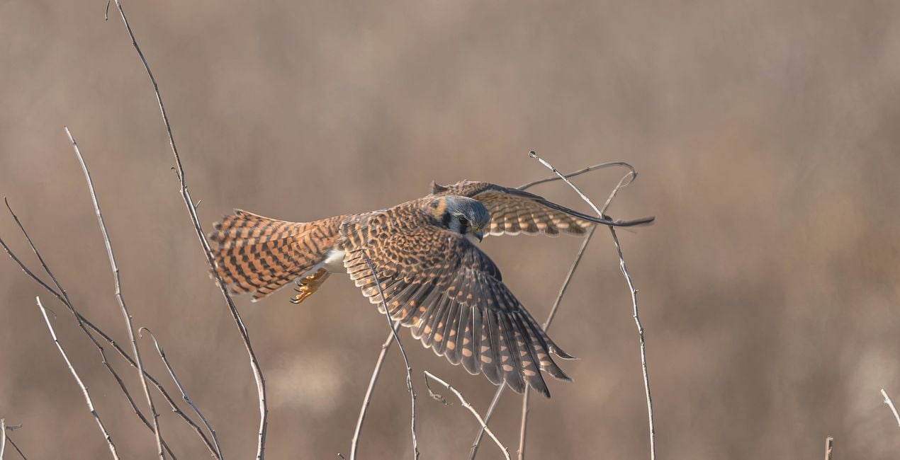 Flight & Shadow Presets for Luminar | Marketplace(43)