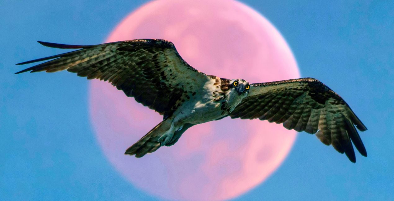 Flight & Shadow Presets for Luminar | Marketplace(42)