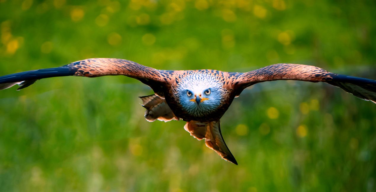 Flight & Shadow Presets for Luminar | Marketplace(46)