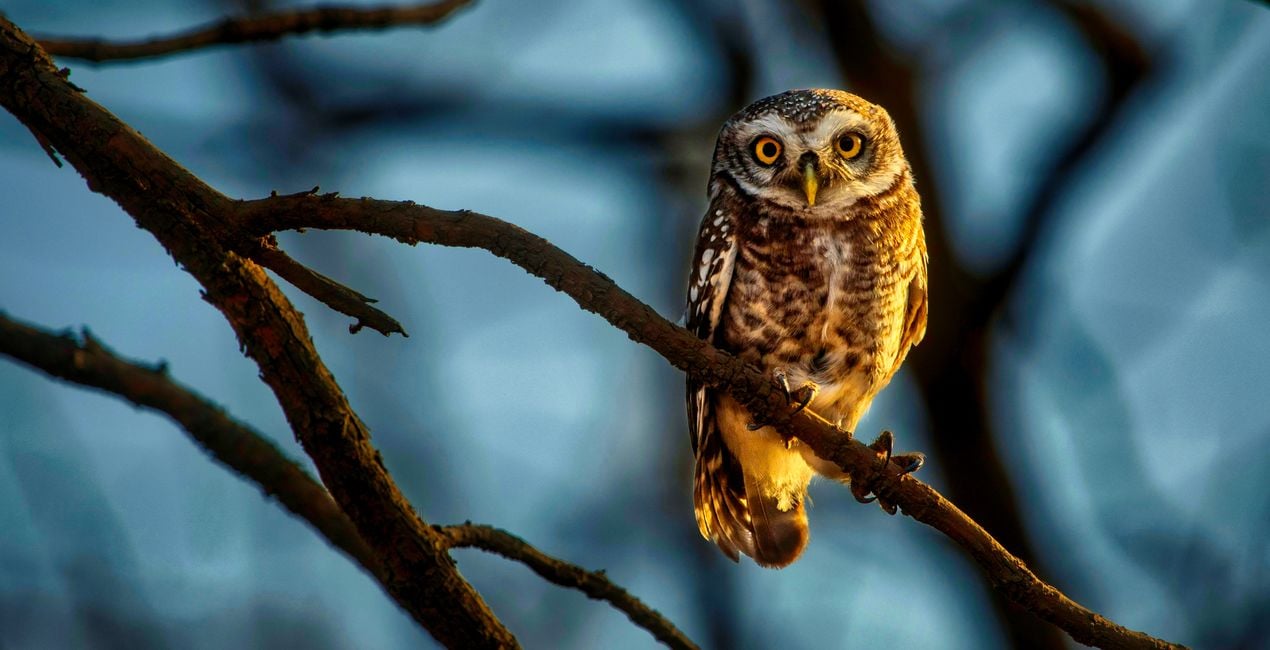 Flight & Shadow Presets for Luminar | Marketplace(40)