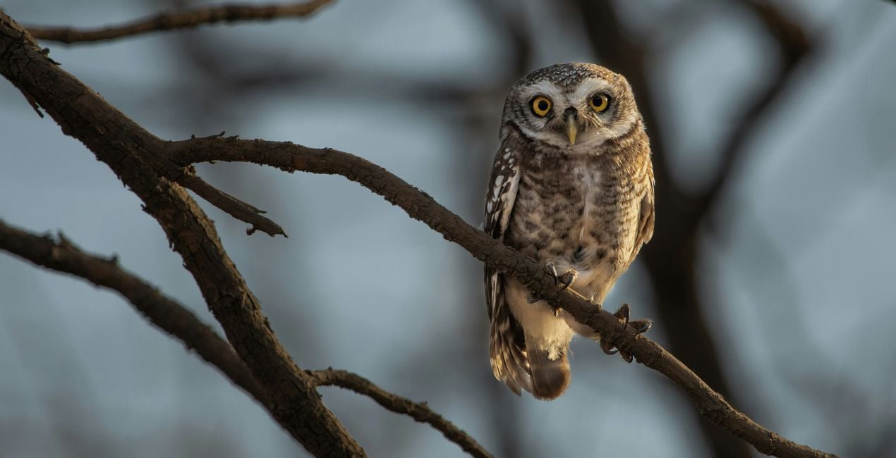 Flight & Shadow Presets for Luminar | Marketplace(39)