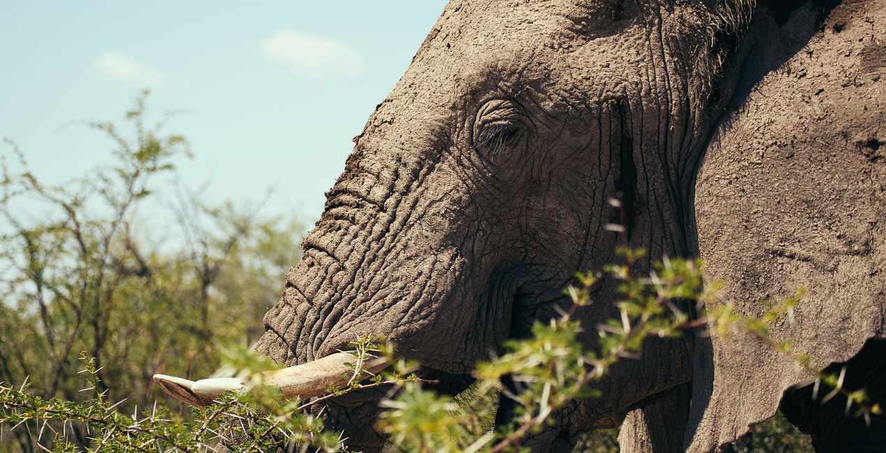 Nomad Colors LUTs | Luminar Marketplace(42)