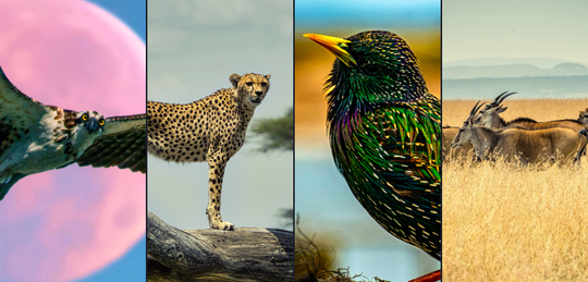 The Untamed Collection  image