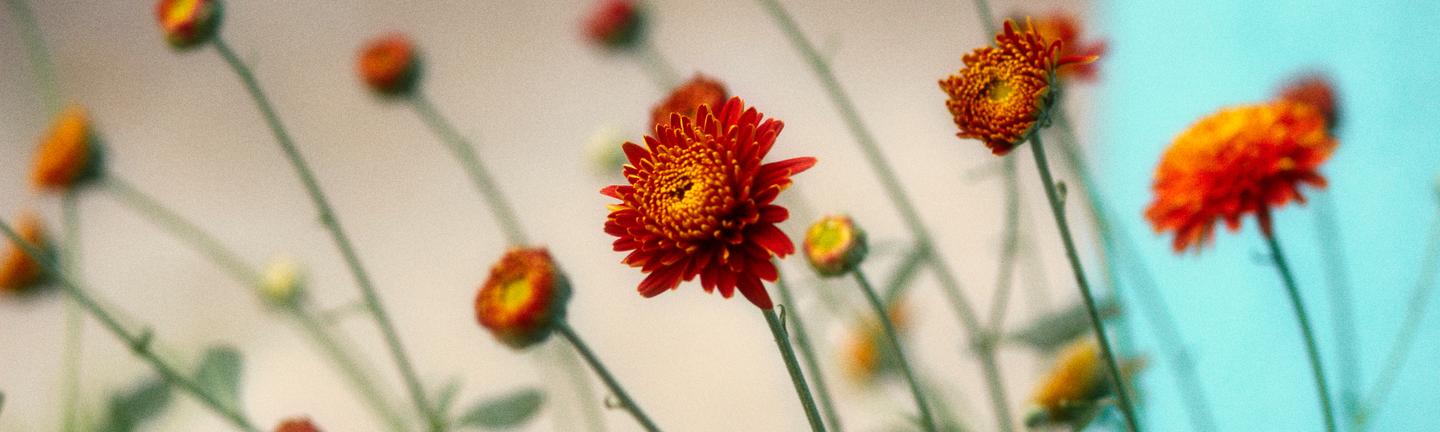  Soft Focus Mystique — slide 2