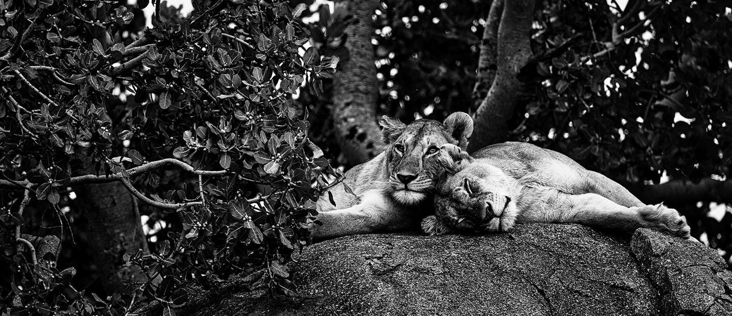 Wildlife Complete Bundle — slide 1