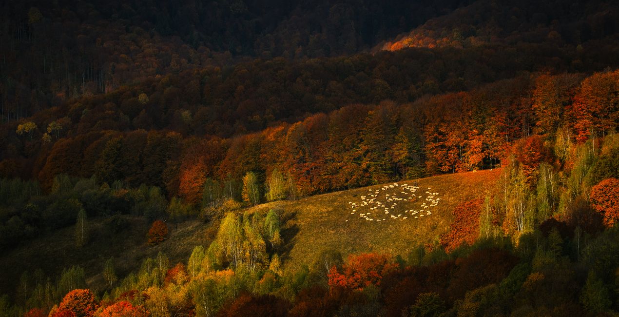 Luminar用 ハーベスト ライト プリセット | マーケットプレイス (44)